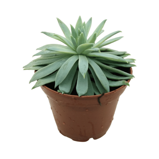 Dudleya Brittonii - Cactus en ligne