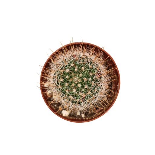 Mammillaria Zeilmanniana - Cactus en ligne