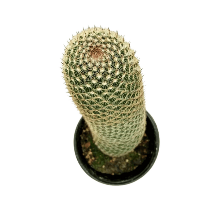 Echinocereus Rigidissimus - Cactus en ligne