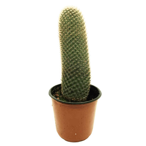 Echinocereus Rigidissimus - Cactus en ligne