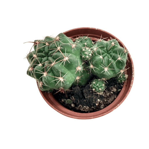 Coryphantha Elephantidens - Cactus en ligne