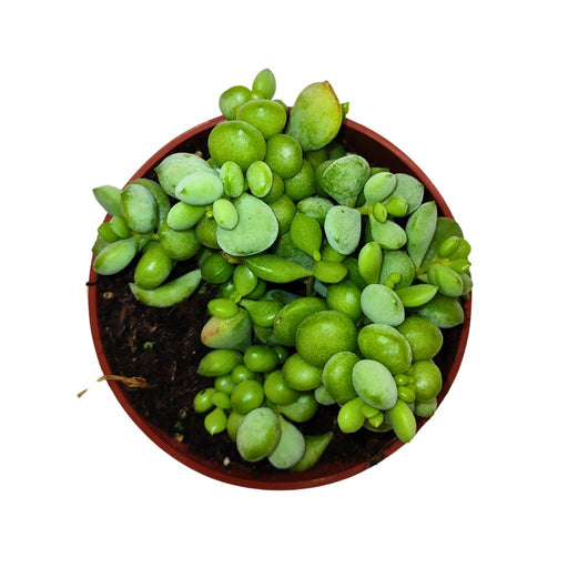 Cotyledon Pendens - Cactus en ligne