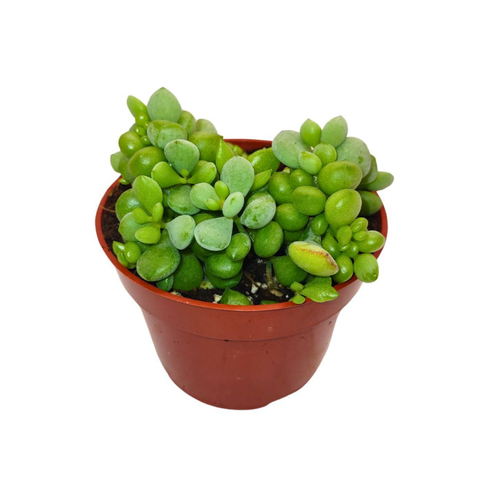 Cotyledon Pendens - Cactus en ligne