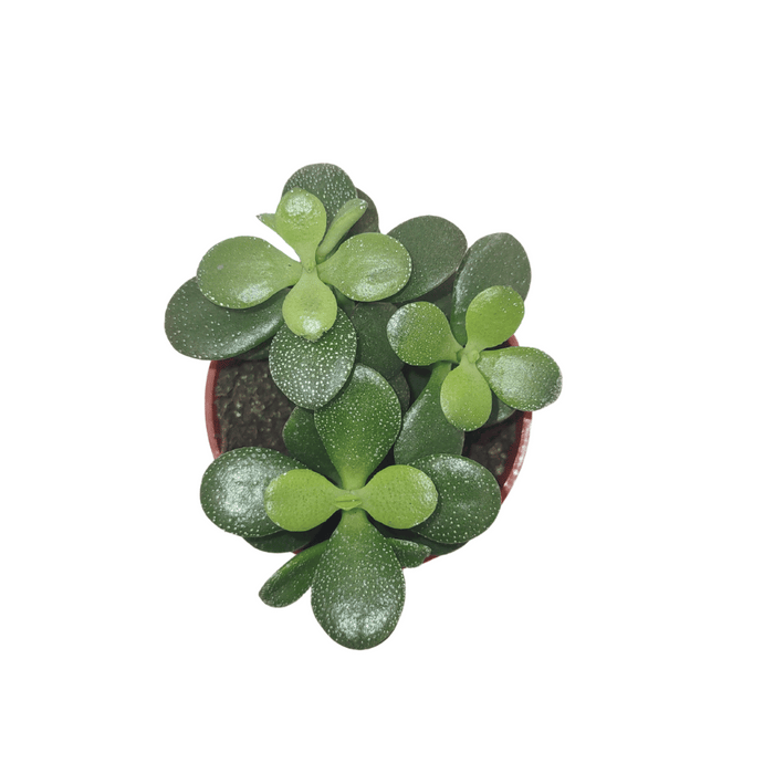 minima jade plant Crassula Minima Jade — Cactus en Ligne