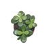 Crassula Minima Jade - Cactus en ligne