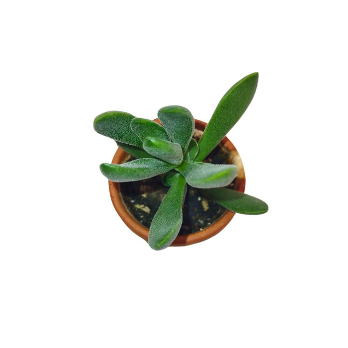 Crassula Rogersii - Cactus en ligne