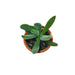 Crassula Rogersii - Cactus en ligne