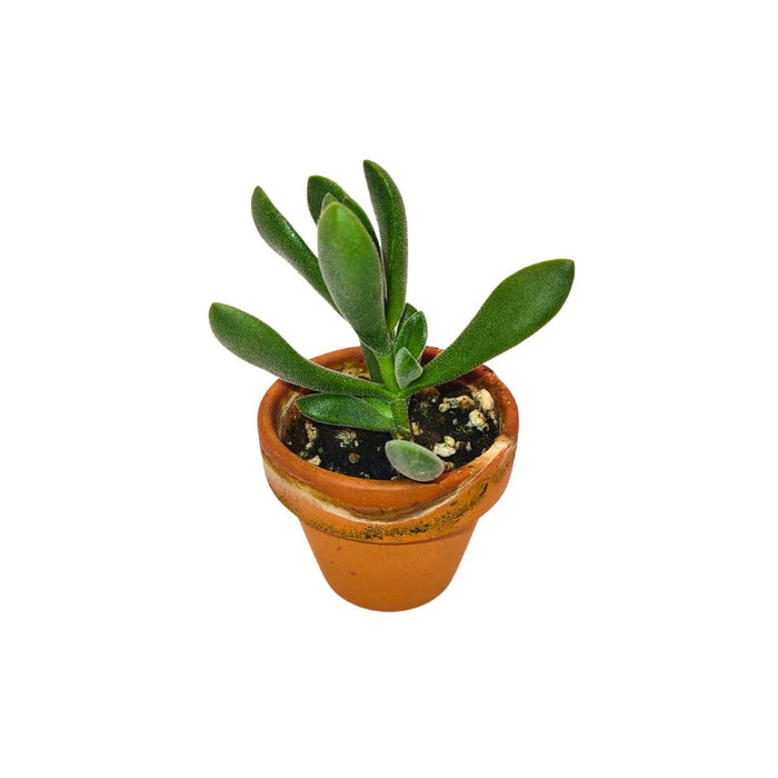 Crassula Rogersii - Cactus en ligne