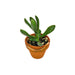 Crassula Rogersii - Cactus en ligne