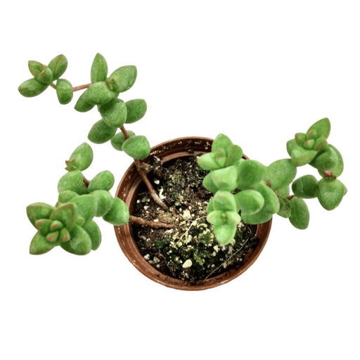 Crassula Brevifolia - Cactus en ligne