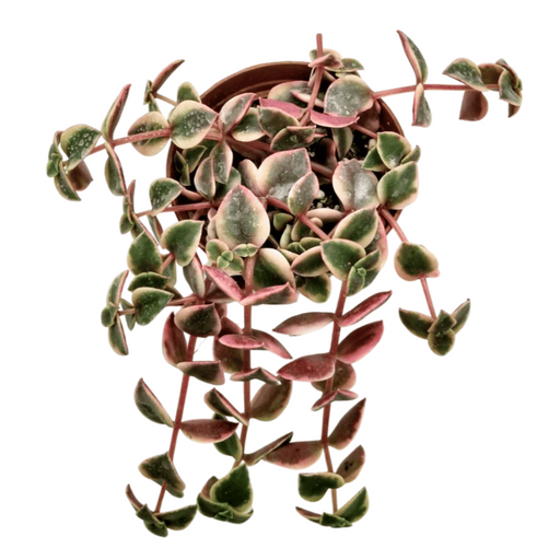 Crassula pellucida ssp. marginalis - Cactus en ligne