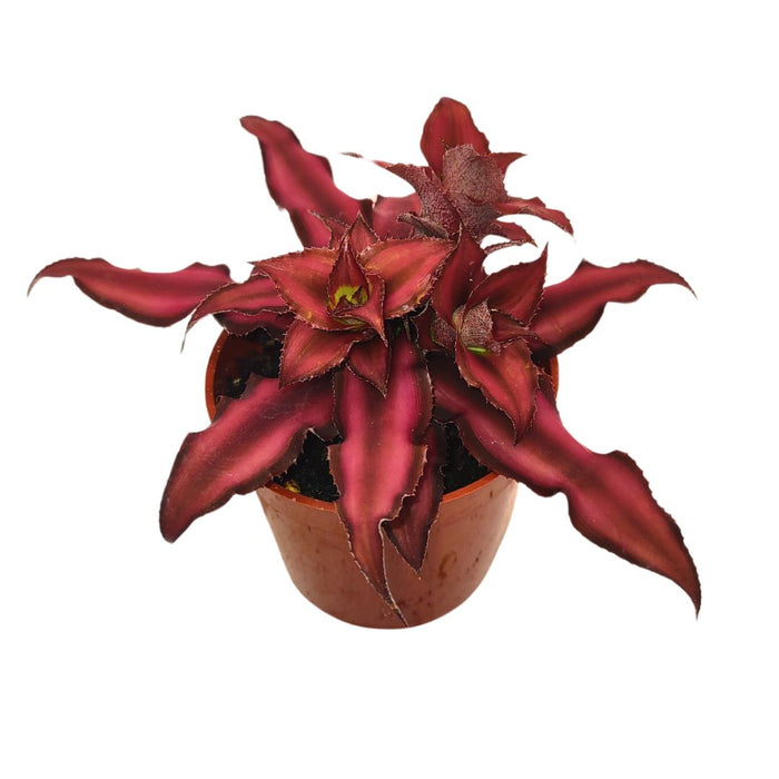 red star succulent Cryptanthus Bivittatus 'Red Star' — Cactus en Ligne