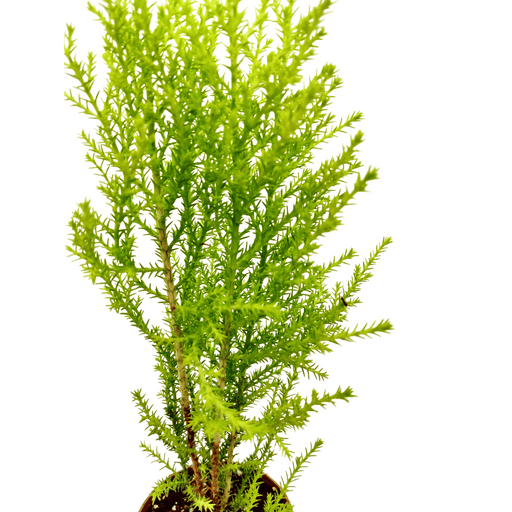 Cupressus Cypress Goldcrest "Cypress Lime" - Cactus en ligne