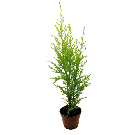 Cupressus Cypress Goldcrest 2.5" - Cactus en ligne