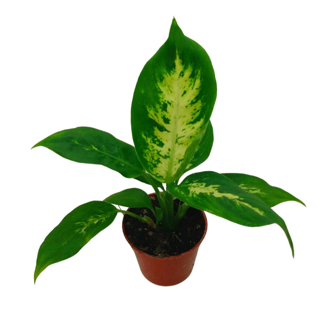 care for dieffenbachia maculata camille Dieffenbachia Maculata 'Camille' — Cactus en Ligne