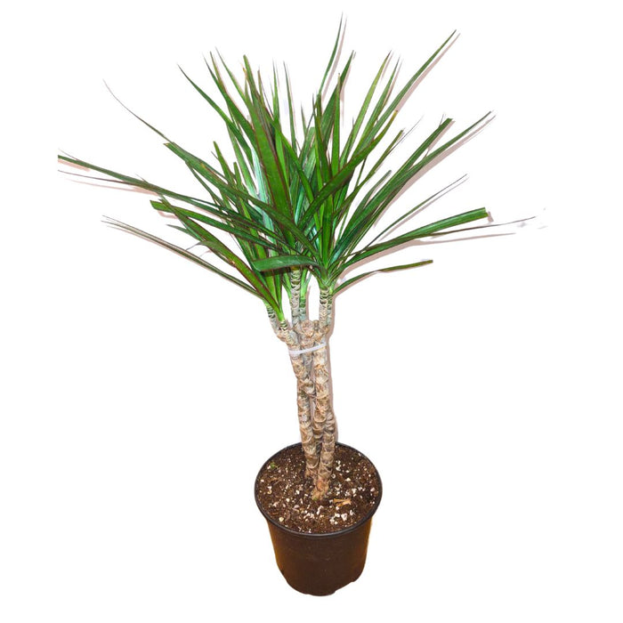 dracaena cactus Dracaena Marginata Braid — Cactus en Ligne