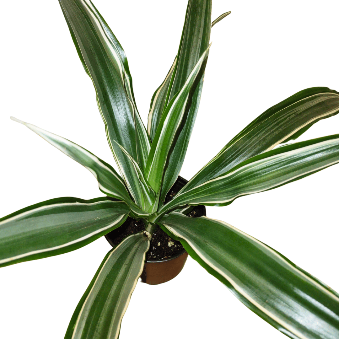 Dracaena Warneckii Green and White — Cactus en Ligne