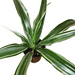 Dracaena Warneckii Green and White - Cactus en ligne