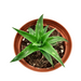 Dyckia Brevifolia - Cactus en ligne