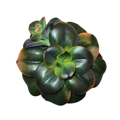 Echeveria Chroma - Cactus en ligne