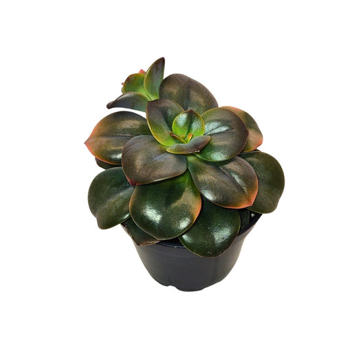 Echeveria Chroma - Cactus en ligne