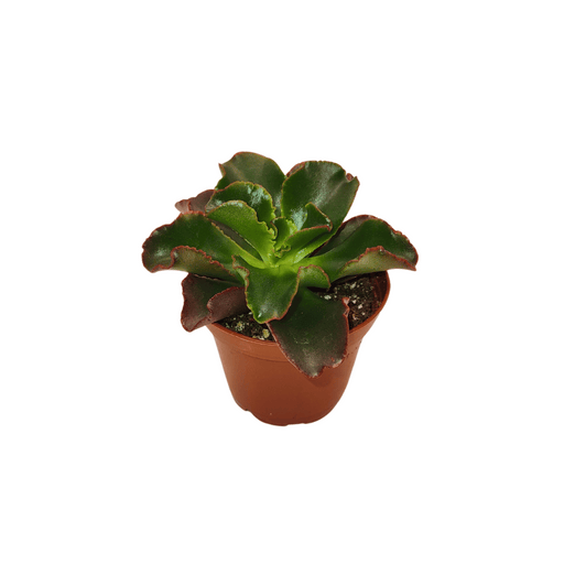 Echeveria Curly Red - Cactus en ligne