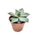 Echeveria Gibbiflora Pink - Cactus en ligne