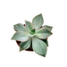 Echeveria Gibbiflora Pink - Cactus en ligne