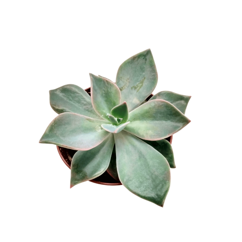 Buy cactus, succulents, hoyas, tropicals, tillandsias online in Canada ...