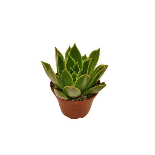 Echeveria Tatacoa - Cactus en ligne