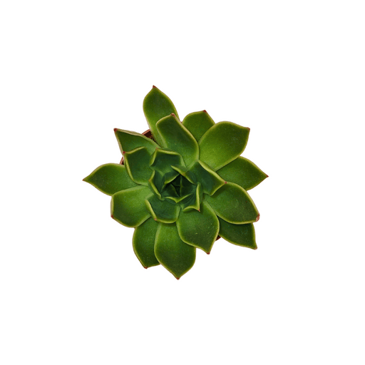 Echeveria Tatacoa - Cactus en ligne