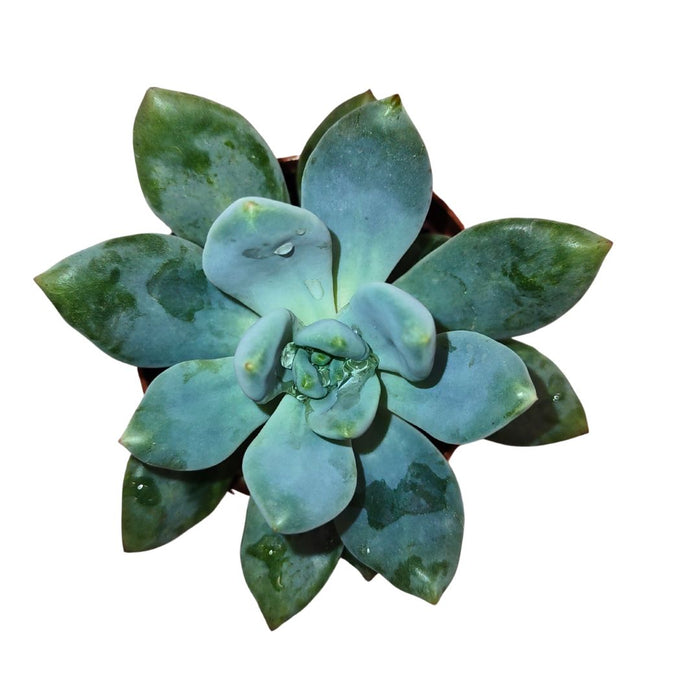 Echeveria Haggai 'Green' - Cactus en ligne