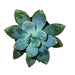 Echeveria Haggai 'Green' - Cactus en ligne