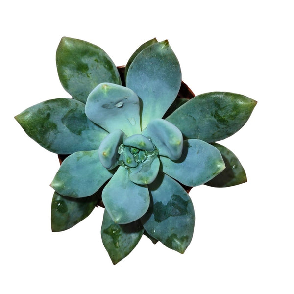 haggai succulent Echeveria Haggai 'Green' — Cactus en Ligne