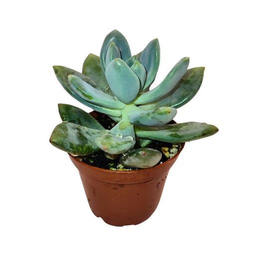 Echeveria Haggai 'Green' - Cactus en ligne