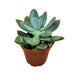 Echeveria Haggai 'Green' - Cactus en ligne