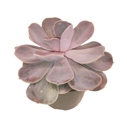 Echeveria Magic Red - Cactus en ligne