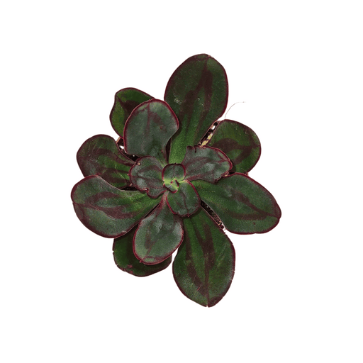 Echeveria Nodulosa 'Red Line' - Cactus en ligne