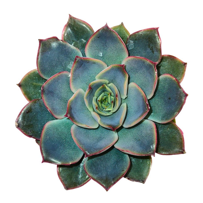Echeveria Parva - Cactus en ligne