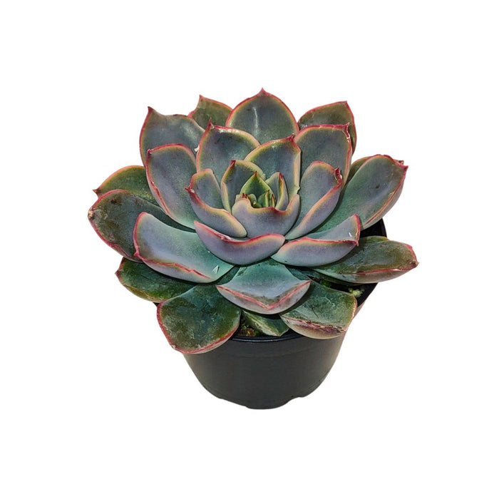 Echeveria Parva - Cactus en ligne