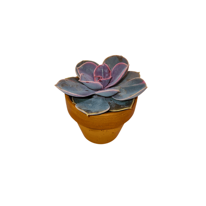 Echeveria Perle Von Nurnberg - Cactus en ligne
