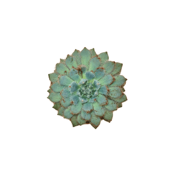 Echeveria Setosa 'Speck' - Cactus en ligne
