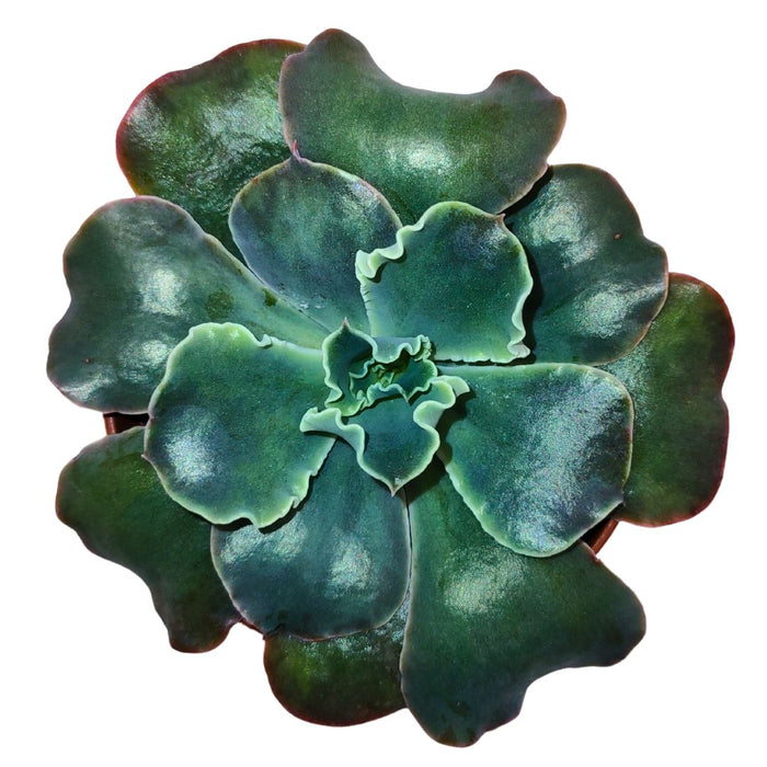 shaviana succulent Echeveria Shaviana Green — Cactus en Ligne