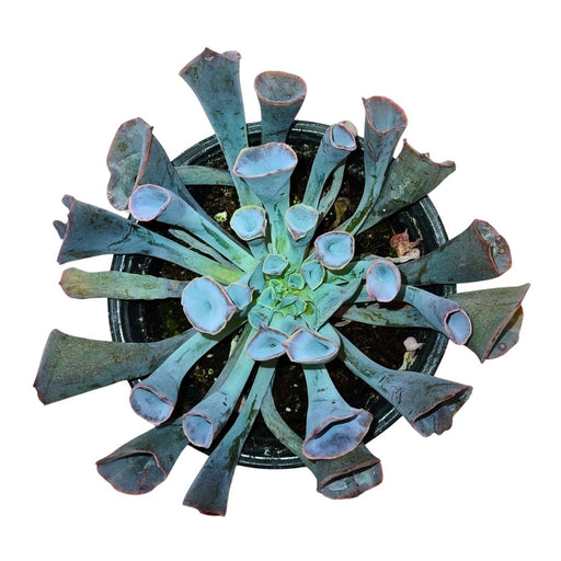 Echeveria Trumpet Pinky - Cactus en ligne