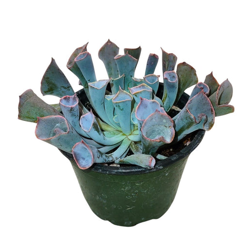 Echeveria Trumpet Pinky - Cactus en ligne