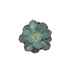 Echeveria 'Blue Star' - Cactus en ligne