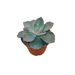 Echeveria 'Blue Star' - Cactus en ligne