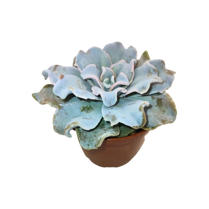 crispate beauty succulent Echeveria 'Crispate Beauty' — Cactus en Ligne