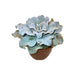 Echeveria 'Crispate Beauty' - Cactus en ligne