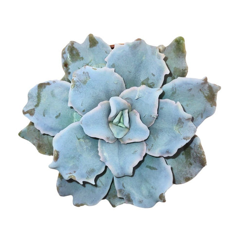 Echeveria 'Crispate Beauty' - Cactus en ligne